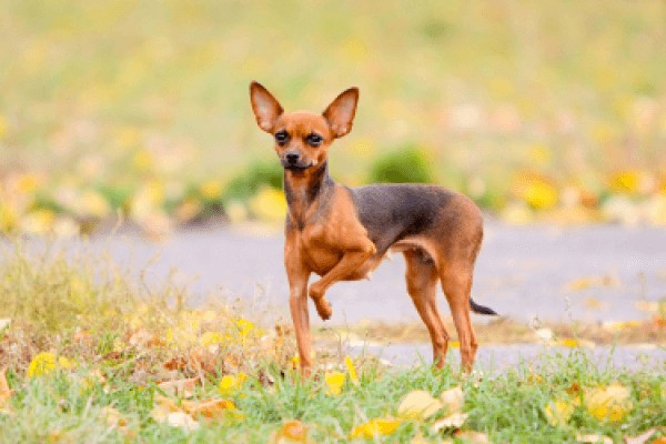 Русский той