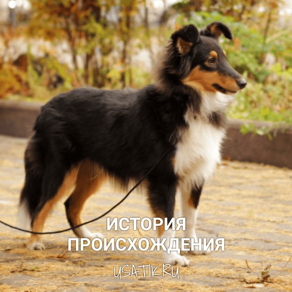 История происхождения шелти