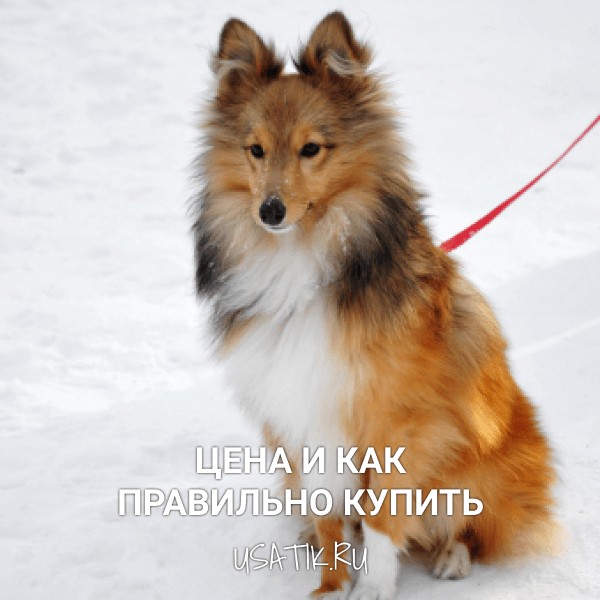 Шелти - цена и как правильно купить