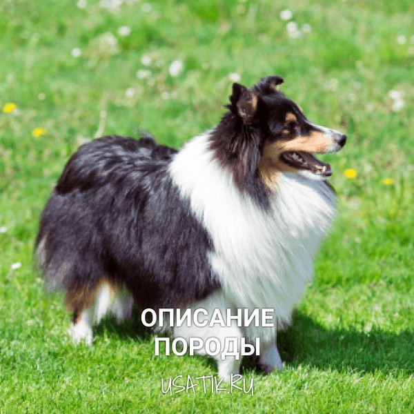 Шелти - описание породы