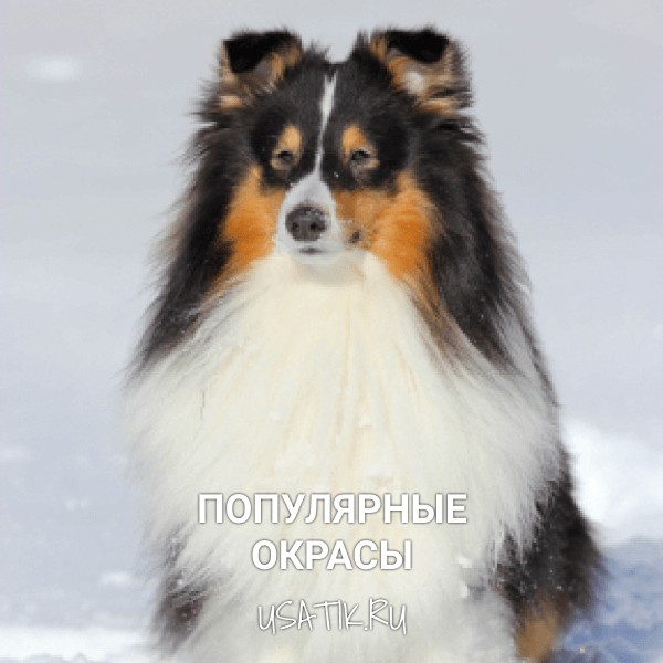 Популярные окрасы шелти