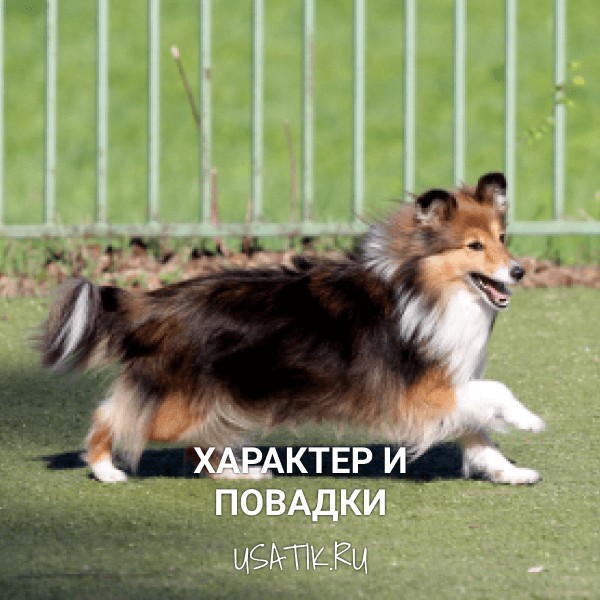 Характер и повадки шелти