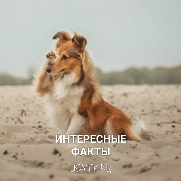 Интересные факты о шелти