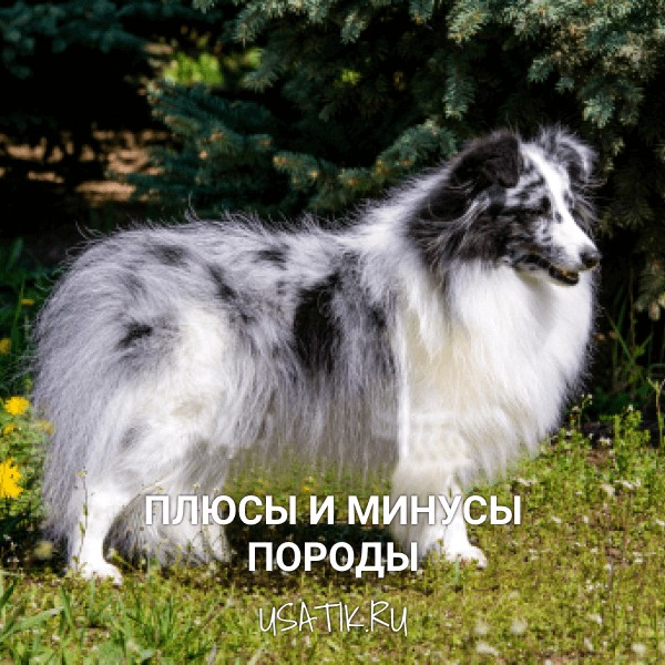 Плюсы и минусы шелти