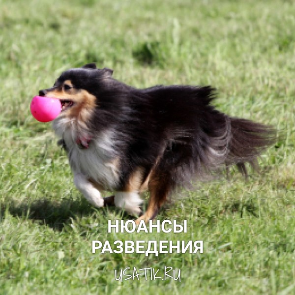 Разведение шелти