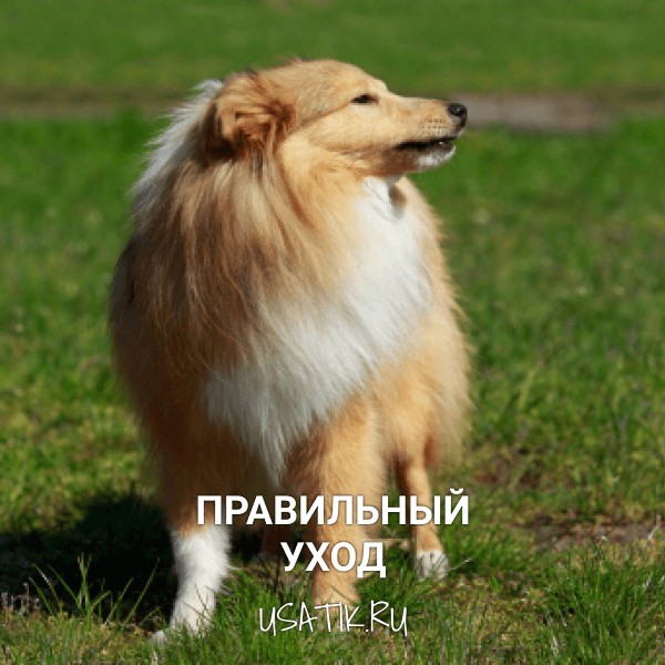 Уход за шелти