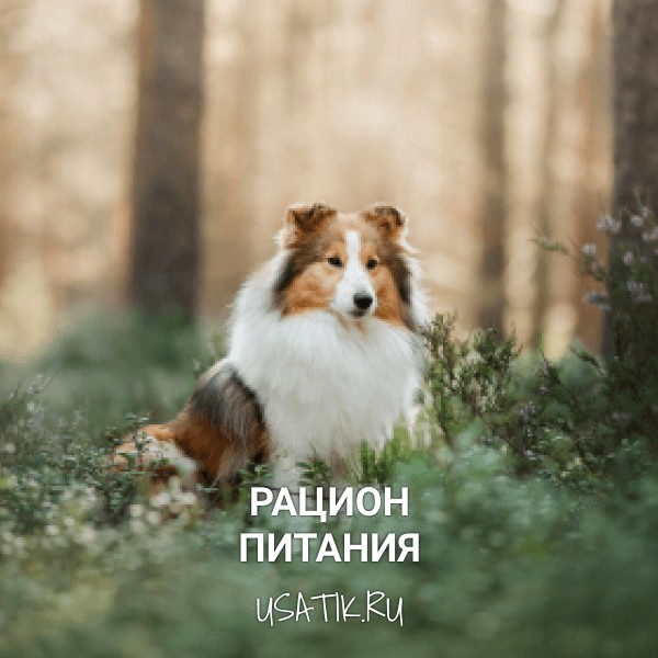 Рацион питания шелти