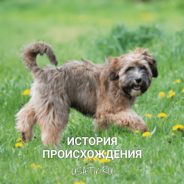 История происхождения тибетских терьеров
