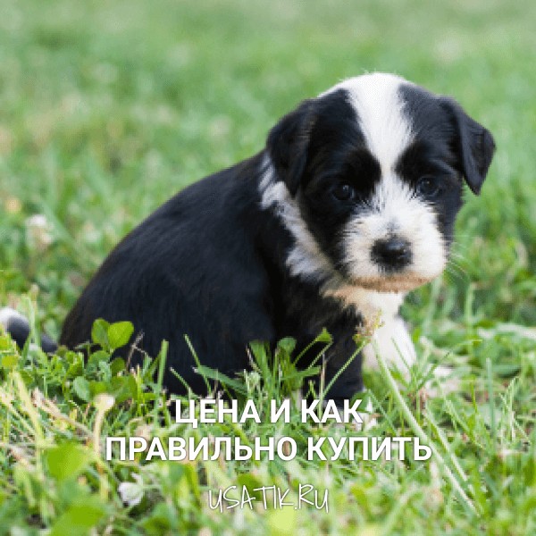 Тибетский терьер - цена и как правильно купить