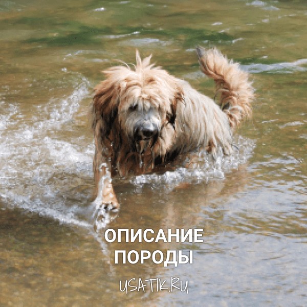 Тибетский терьер - описание породы