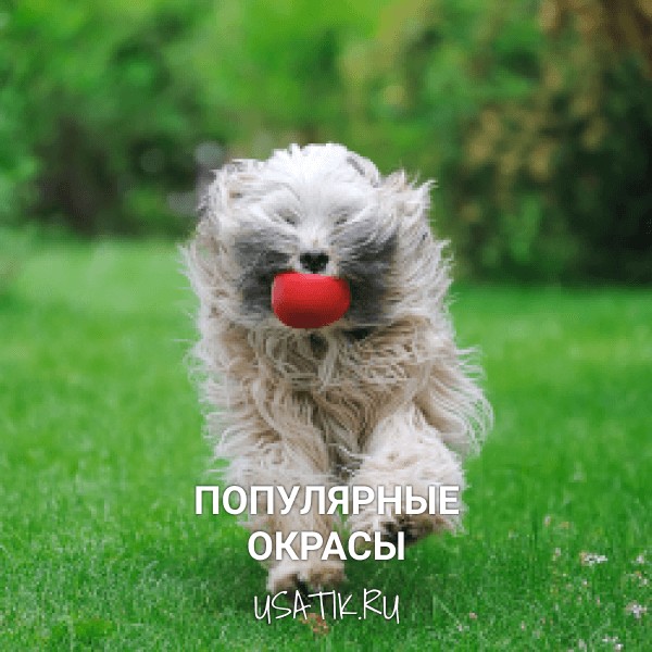Популярные окрасы тибетских терьеров