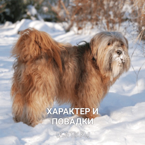 Характер и повадки тибетских терьеров