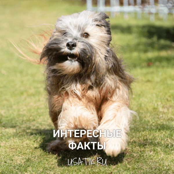 Интересные факты о тибетских терьерах