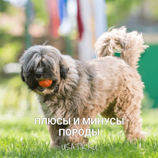 Плюсы и минусы тибетских терьеров