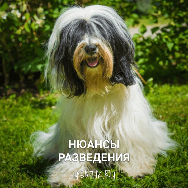 Разведение тибетских терьеров