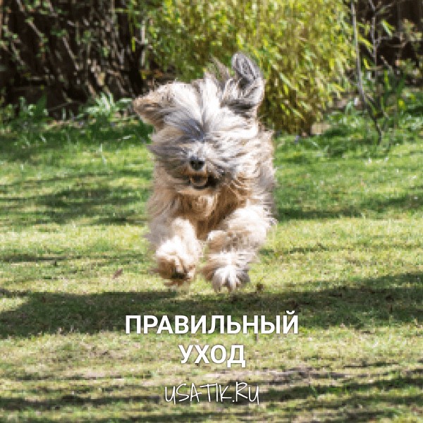 Уход за тибетскими терьерами