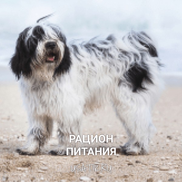 Рацион питания тибетских терьеров