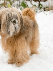 Тибетский терьер