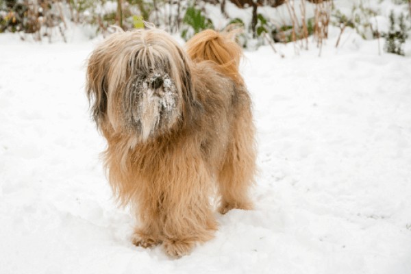 Тибетский терьер