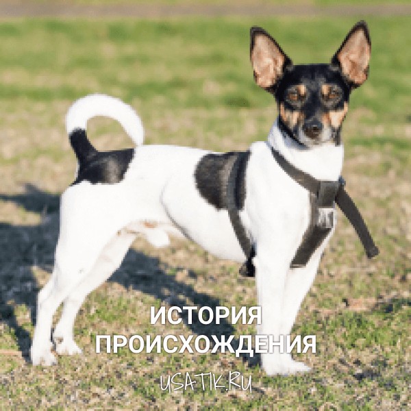 История происхождения той-фокстерьеров