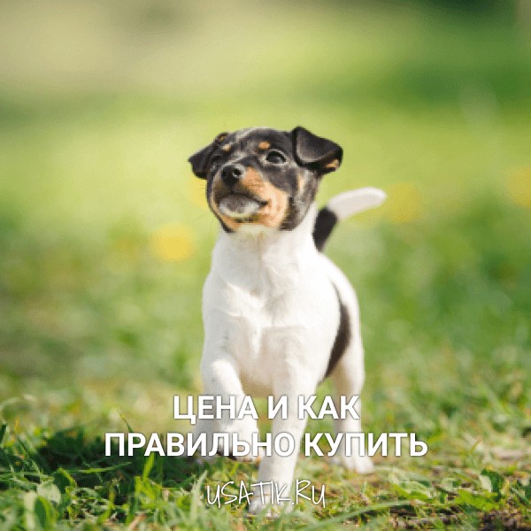Той-фокстерьер - цена и как правильно купить