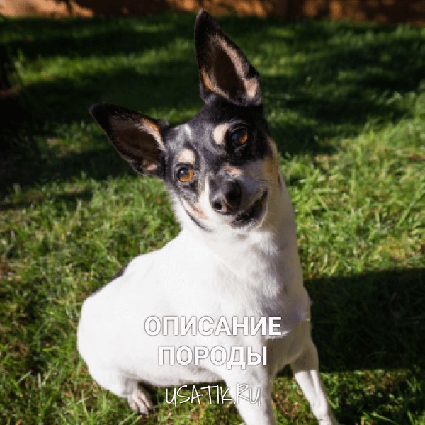Той-фокстерьер - описание породы