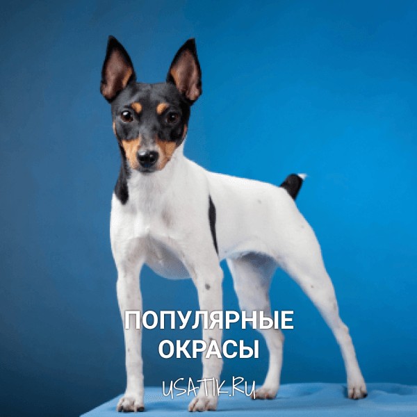 Популярные окрасы той-фокстерьеров