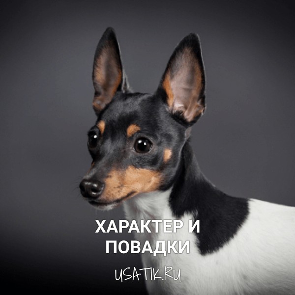 Характер и повадки той-фокстерьеров