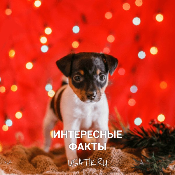 Интересные факты о той-фокстерьерах