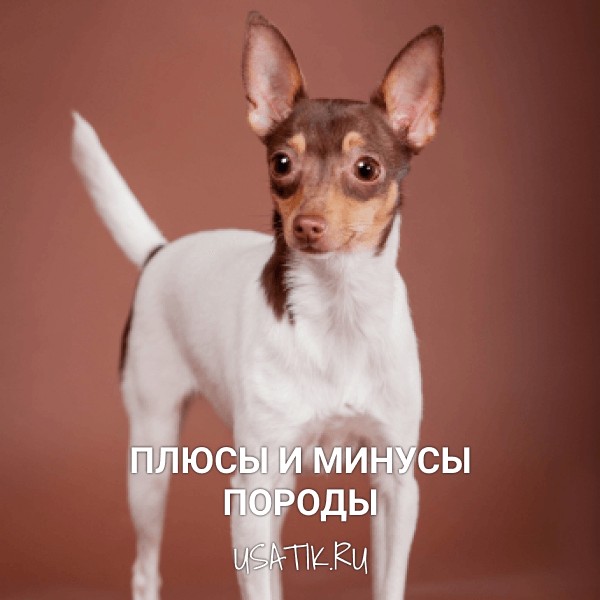 Плюсы и минусы той-фокстерьеров