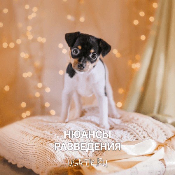 Разведение той-фокстерьеров