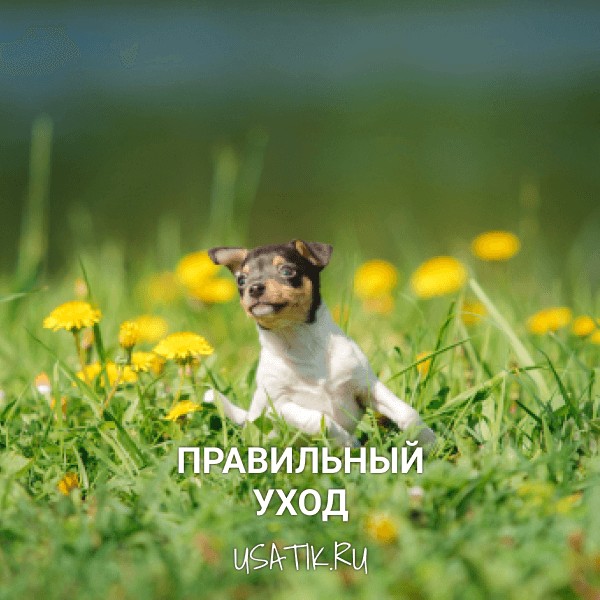 Уход за той-фокстерьерами