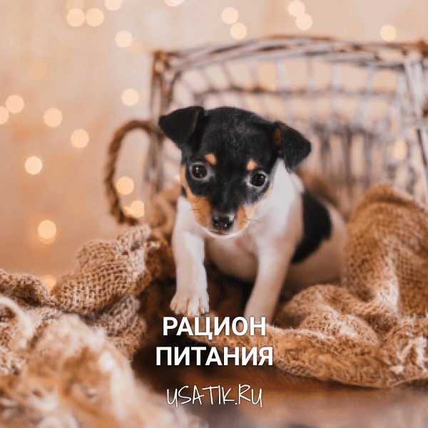 Рацион питания той-фокстерьеров