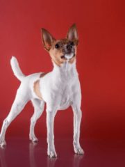 Той-фокстерьер