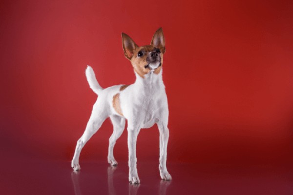 Той-фокстерьер