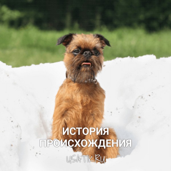 История происхождения бельгийских гриффонов