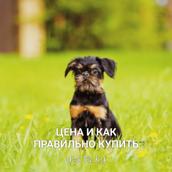 Бельгийский гриффон - цена и как правильно купить