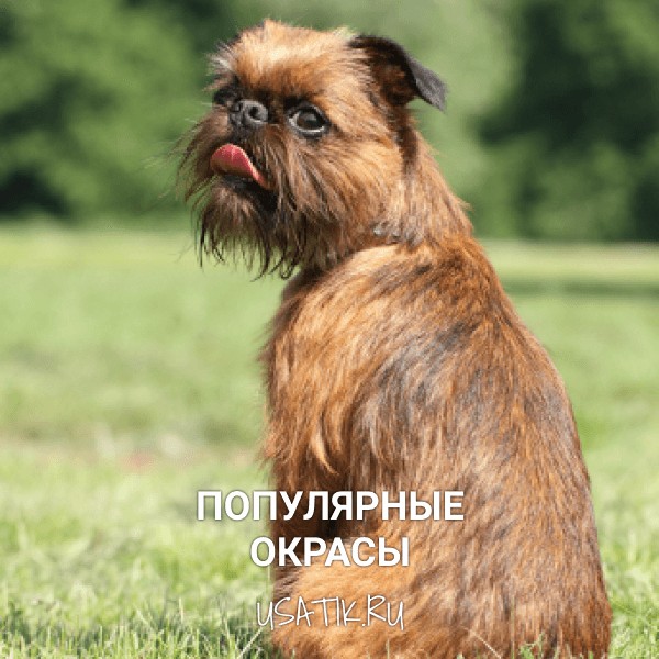 Популярные окрасы бельгийских гриффонов