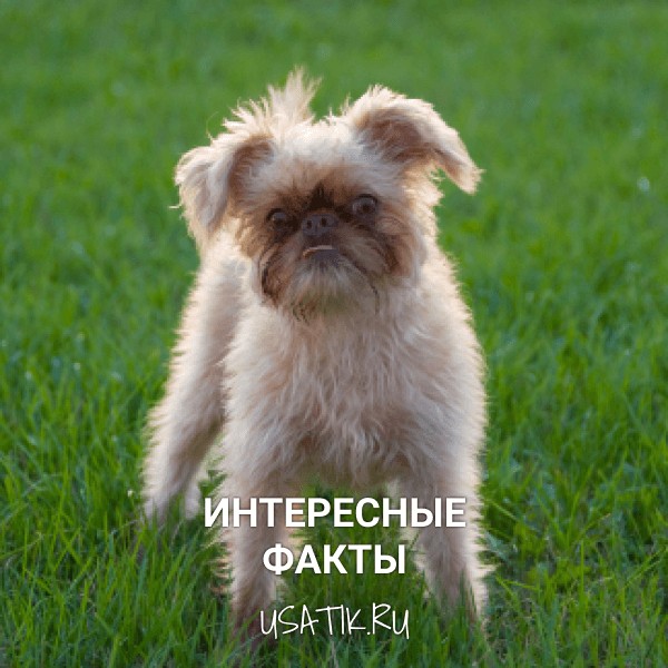 Интересные факты о бельгийских гриффонах