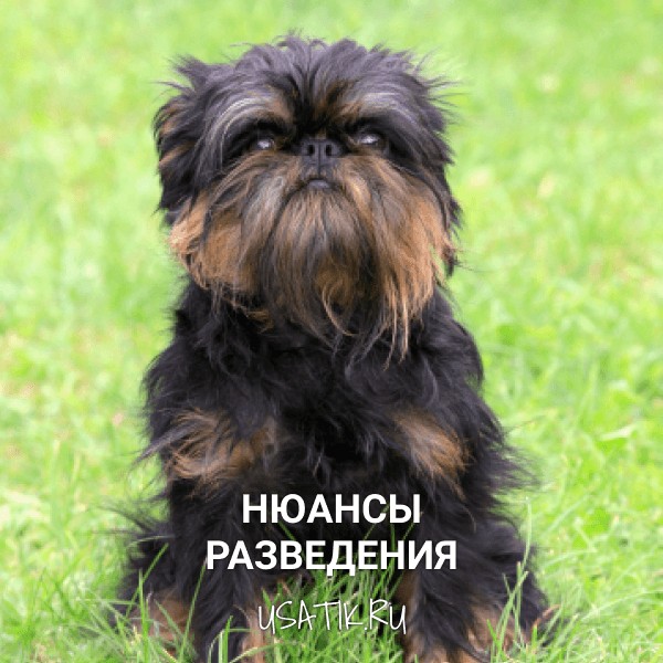 Разведение бельгийских гриффонов