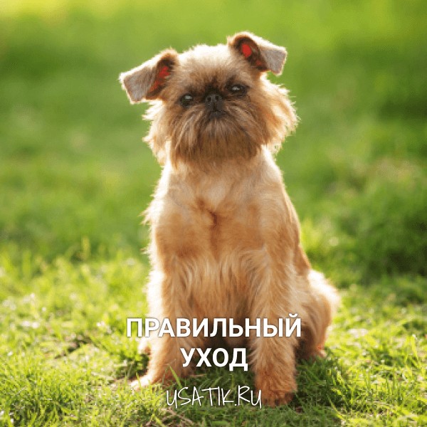 Уход за бельгийскими гриффонами