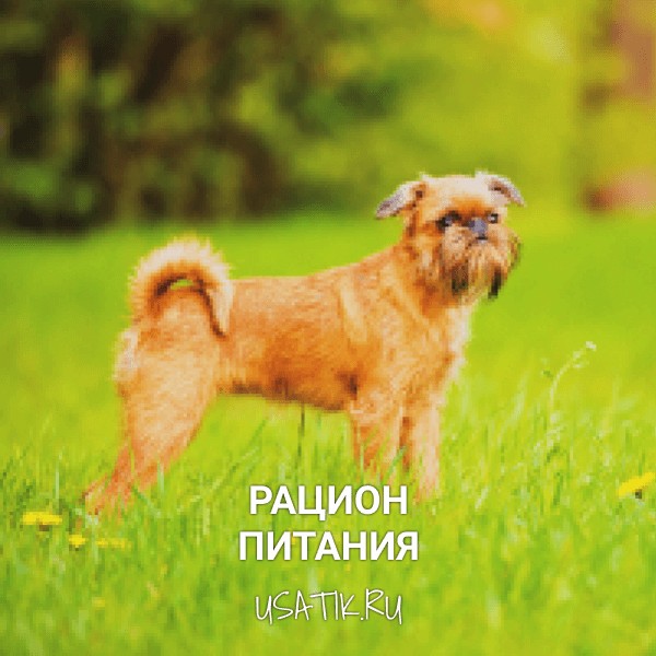 Рацион питания бельгийских гриффонов