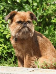 Бельгийский гриффон