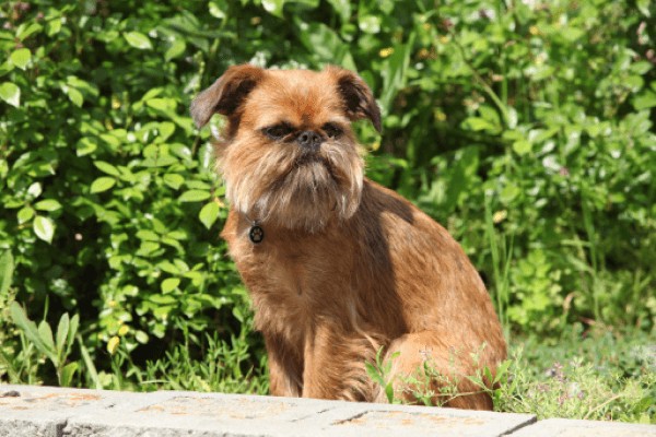 Бельгийский гриффон