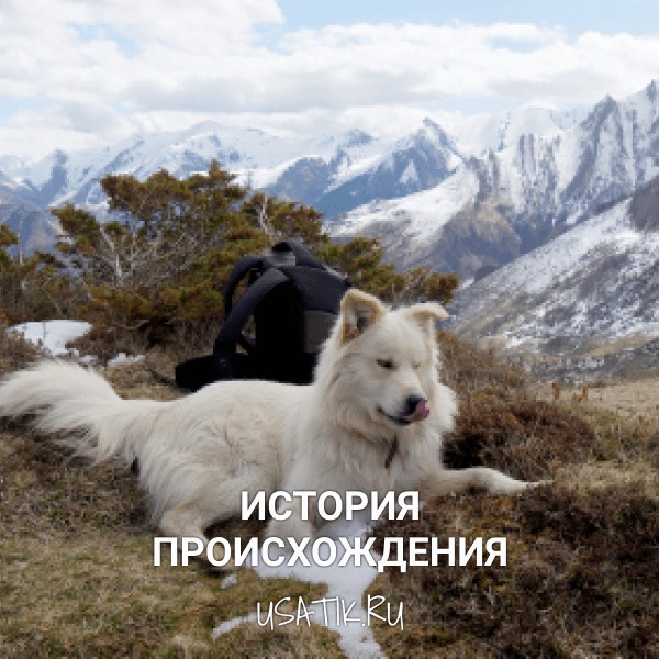История происхождения пиренейских горных собак