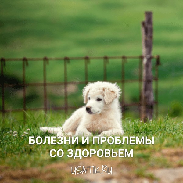 Болезни и проблемы со здоровьем