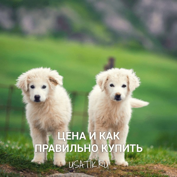 Пиренейская горная собака - цена и как правильно купить