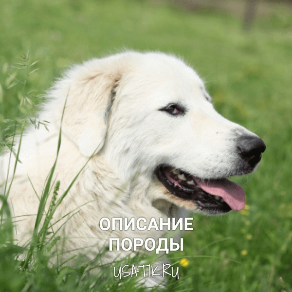 Пиренейская горная собака - описание породы