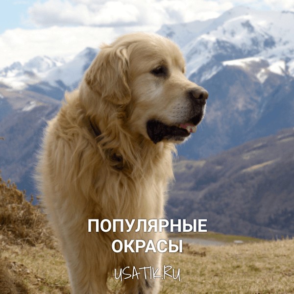 Популярные окрасы пиренейских горных собак