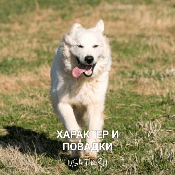 Характер и повадки пиренейских горных собак